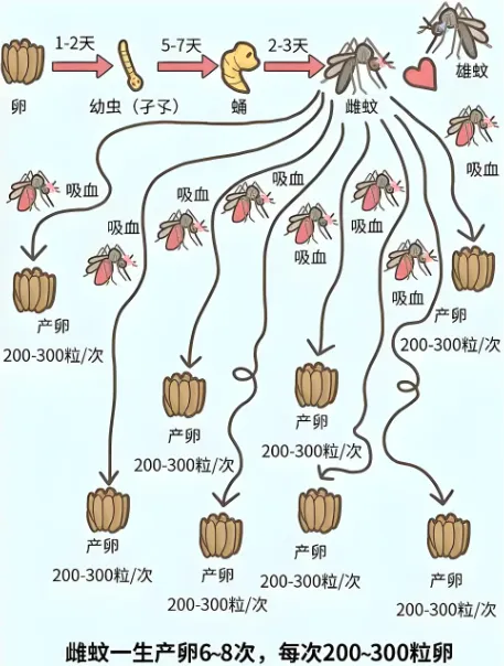 宏牛操盘 简单四步，破解蚊虫传播病毒链条
