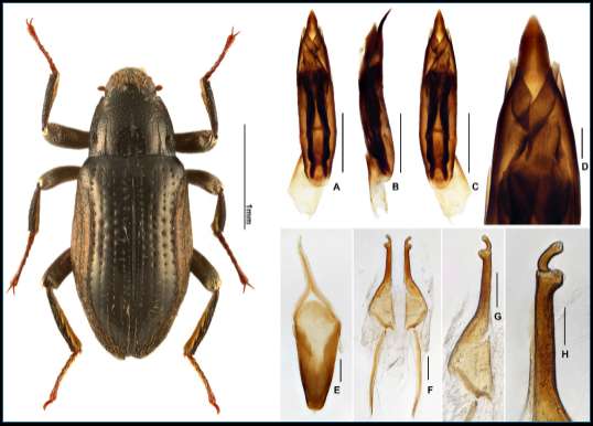 星速配资 贵州佛顶山国家级自然保护区发现溪泥甲科昆虫新物种
